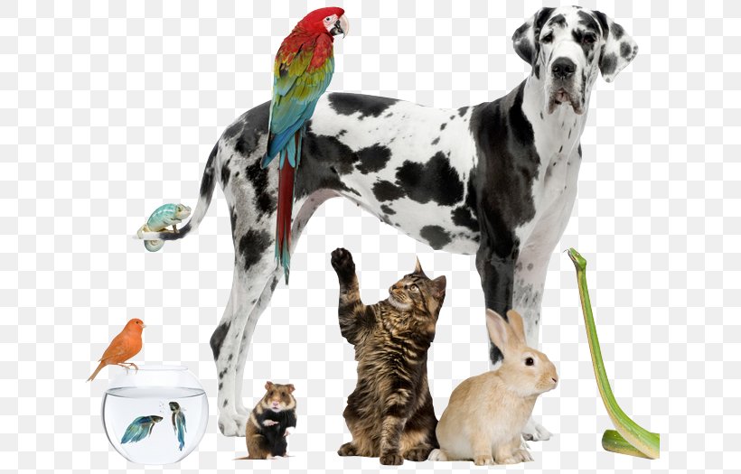 Pet Sitting Cat Pharmacy, PNG, 640x525px, Pet Sitting, Cat, Companion Dog, Dalmatian, Dog Breed Download Free