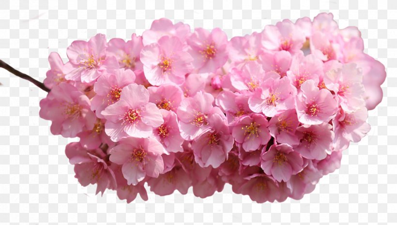Pink Flowers Desktop Wallpaper Rose Petal, PNG, 1705x968px, Pink Flowers, Blossom, Cherry Blossom, Cut Flowers, Dahlia Download Free