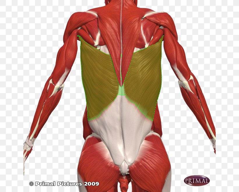 Shoulder Latissimus Dorsi Muscle Human Back Intercostal Muscle, PNG, 660x660px, Watercolor, Cartoon, Flower, Frame, Heart Download Free