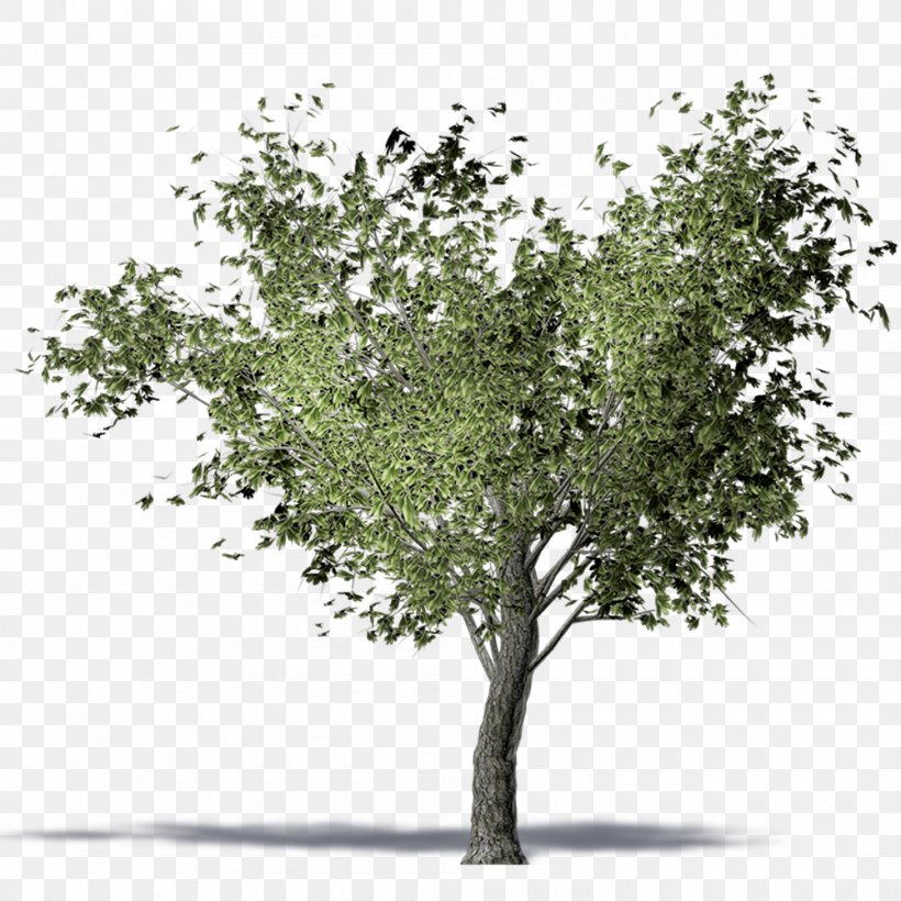 Twig American Elm Olive Tree Computer Aided Design Png