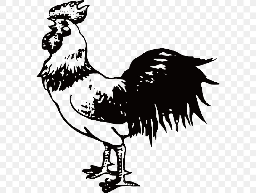 Chicken Rooster Cartoon Illustration, PNG, 586x619px, Chicken, Animal Material, Art, Beak, Bird Download Free