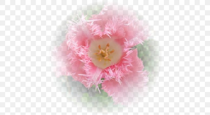 Peony Pink M Family Film P!nk, PNG, 600x450px, Peony, Family, Family Film, Flower, Flowering Plant Download Free