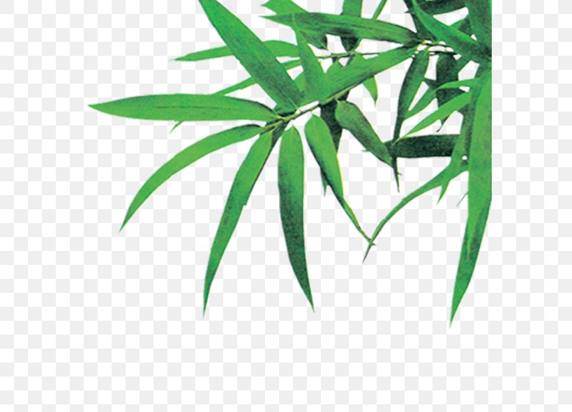Bambusodae Icon, PNG, 591x591px, Bambusodae, Bamboo, Green, Hemp, Ink Download Free