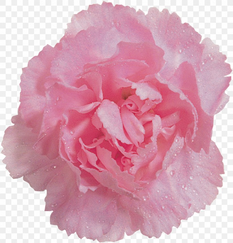 Cabbage Rose Color Pom-pom Garden Roses Lampionwebshop, PNG, 863x899px, Cabbage Rose, Blue, Carnation, Centimeter, Color Download Free