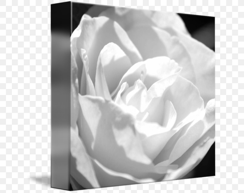 Garden Roses Photography Cabbage Rose Gallery Wrap, PNG, 643x650px, Garden Roses, Art, Black And White, Cabbage Rose, Canvas Download Free