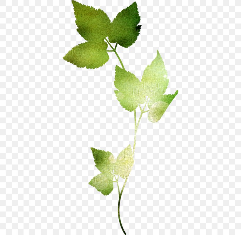 Leaf Apatico Petal, PNG, 394x800px, Leaf, Branch, Flower, Green, Maple Leaf Download Free