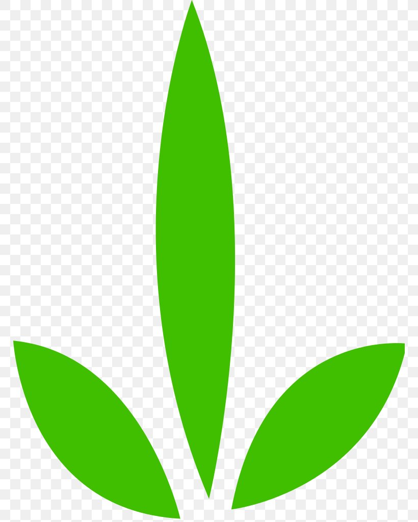 Leaf Plant Stem Tree Green, PNG, 768x1024px, Leaf, Grass, Green, Plant, Plant Stem Download Free