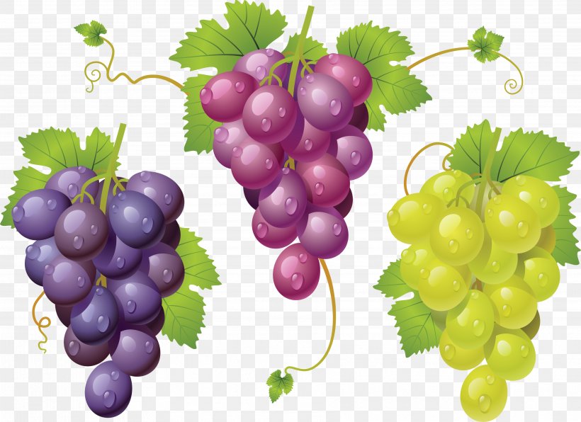 Sultana Grape Zante Currant Seedless Fruit, PNG, 3568x2597px, Common Grape Vine, Food, Fruit, Grape, Grape Leaves Download Free