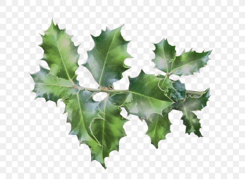 Twig Common Holly Japanese Holly Christmas Day Clip Art, PNG, 800x600px, Twig, Aquifoliaceae, Black Maple, Black Oak, Branch Download Free