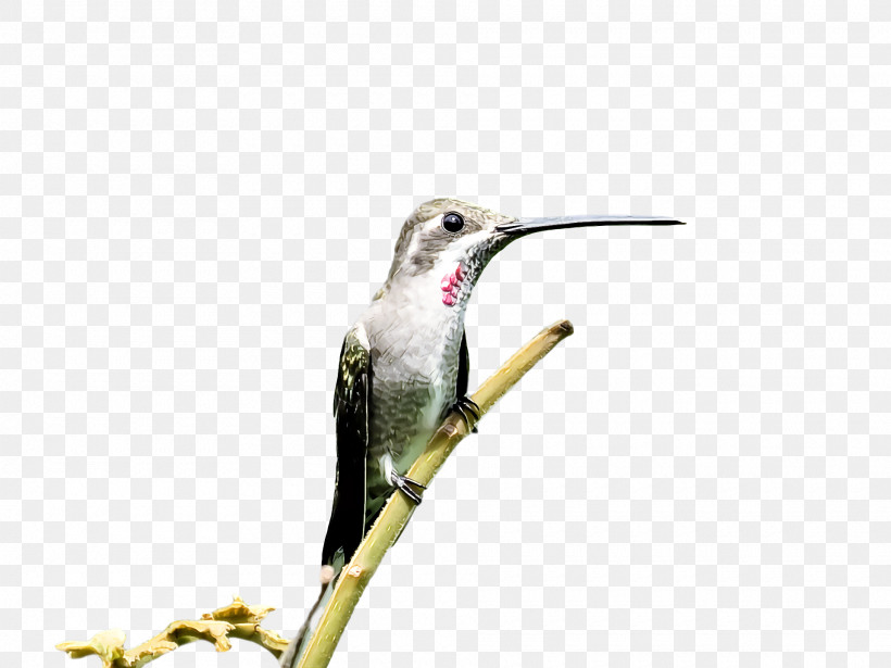 Bird, PNG, 1920x1440px, Bird, Beak, Coraciiformes, Hummingbird, Plant Download Free