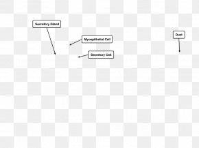Design - Document Line Angle PNG