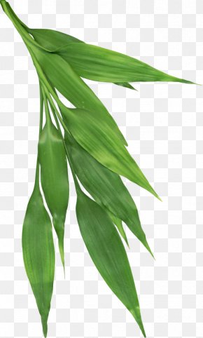 Eucalyptus Tree - Green Leaf Background PNG