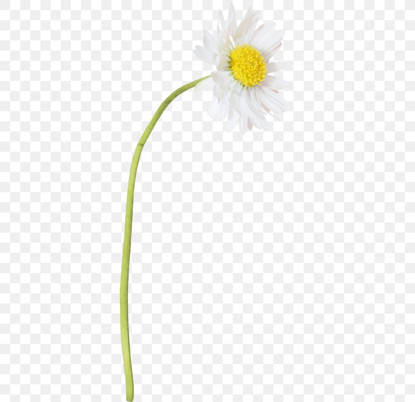 Oxeye Daisy Chamomile Flower Painting, PNG, 400x795px, Oxeye Daisy, Advertising, Chamomile, Cut Flowers, Daisy Download Free