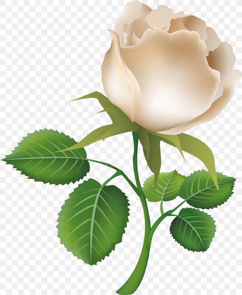 Rose Flower Clip Art, PNG, 1049x1280px, Rose, Cut Flowers, Floral Design, Flower, Flowering Plant Download Free