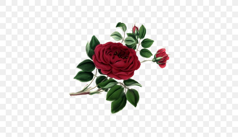 Garden Roses Centifolia Roses Cut Flowers, PNG, 577x475px, Garden Roses, Artificial Flower, Blume, Centifolia Roses, Cut Flowers Download Free