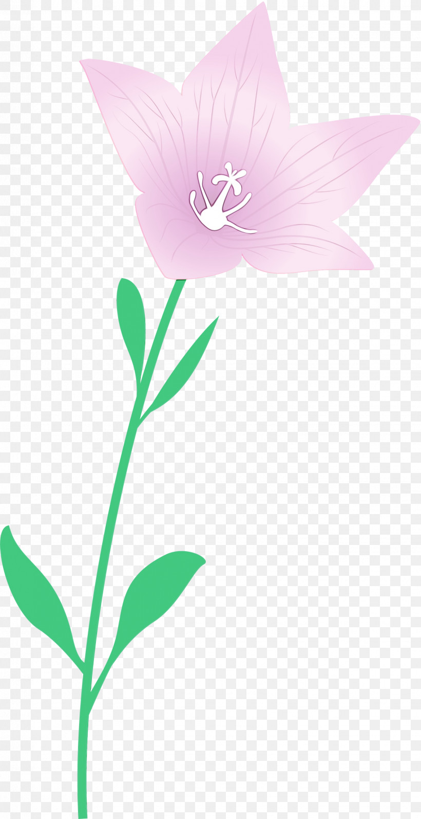 Plant Stem Flower Petal Herbaceous Plant Flora, PNG, 1544x3000px, Balloon Flower, Biology, Flora, Flower, Herbaceous Plant Download Free