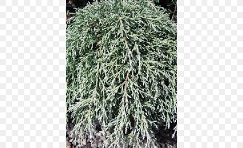 Spruce Larch Juniper Evergreen Subshrub, PNG, 500x500px, Spruce, Biome, Branch, Conifer, Cypress Family Download Free