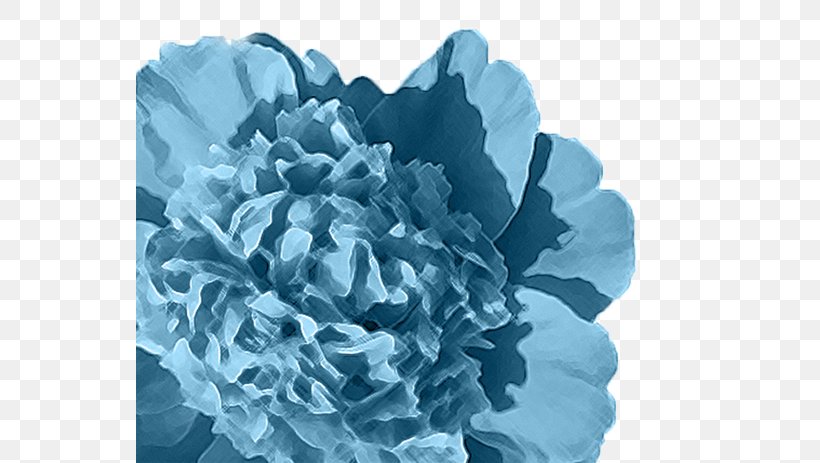 Peony Wikipedia Wikimedia Foundation Petal Wikimedia Commons, PNG, 547x463px, Peony, Blue, Chinese Peony, Duolingo, English Download Free