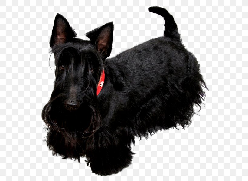 Scottish Terrier Miniature Schnauzer Black Russian Terrier Poodle Labrador Retriever, PNG, 600x598px, Scottish Terrier, Black Russian Terrier, Breed, Bulldog, Carnivoran Download Free