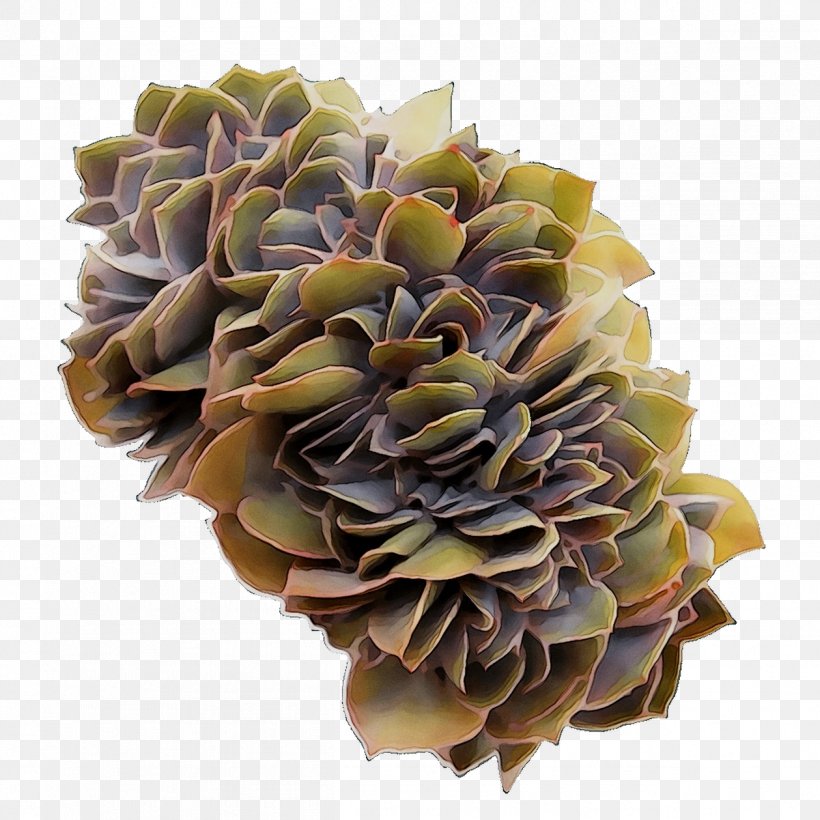 Cut Flowers, PNG, 1259x1259px, Cut Flowers, Cornales, Echeveria, Flower, Hydrangea Download Free