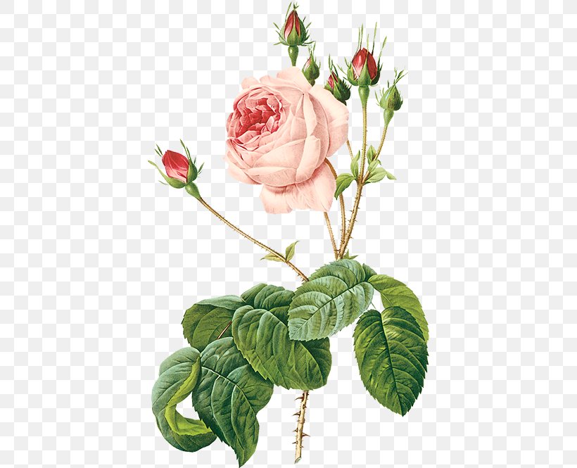 Damask Rose Flowers Illustration Tea Rose Moss Rose, PNG, 400x665px, Damask Rose, Art, Botany, Cabbage Rose, Camellia Download Free