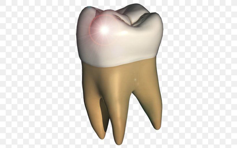 Human Tooth Human Anatomy Homo Sapiens Jaw, PNG, 512x512px, Watercolor, Cartoon, Flower, Frame, Heart Download Free