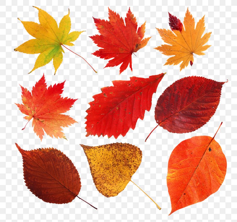 Maple Leaf Autumn Leaves Clip Art, PNG, 790x768px, Leaf, Autumn, Autumn Leaf Color, Autumn Leaves, Digital Image Download Free