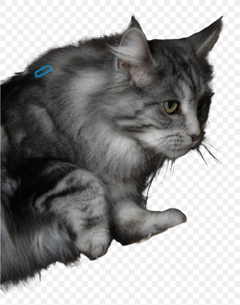Nebelung Maine Coon Asian Semi-longhair Norwegian Forest Cat Whiskers, PNG, 818x1042px, Nebelung, Animal, Asian Semi Longhair, Asian Semilonghair, Black And White Download Free