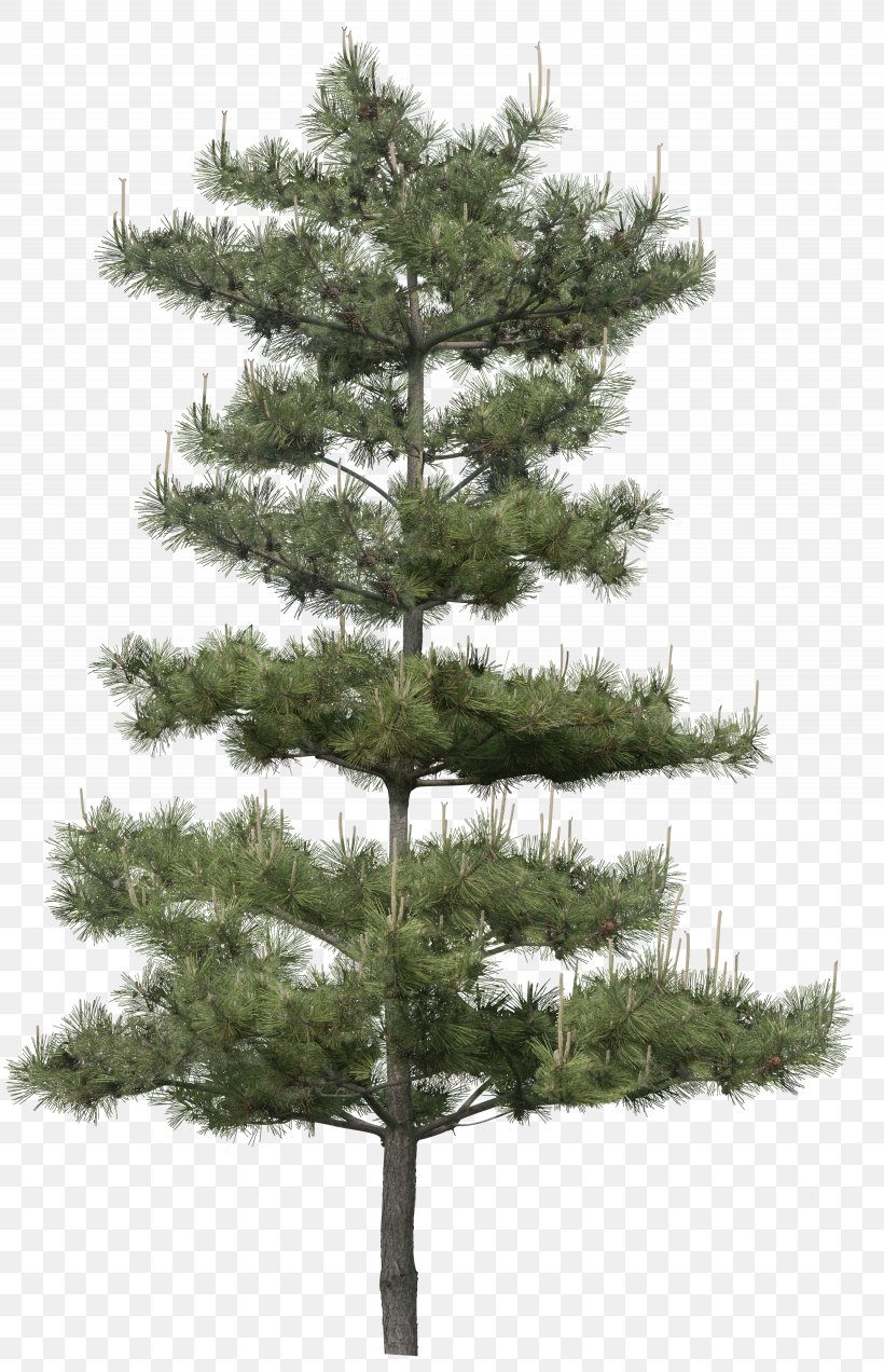 Clip Art Image Adobe Photoshop Tree, PNG, 2255x3500px, Tree, American Larch, American Pitch Pine, Balsam Fir, Branch Download Free