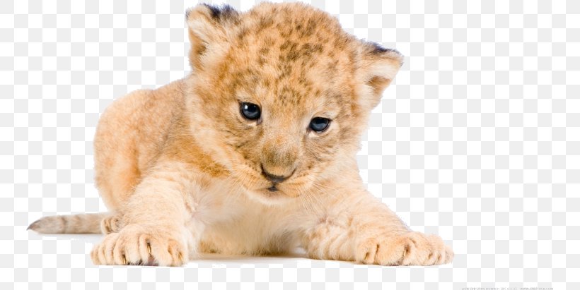 White Lion Tiger Desktop Wallpaper Cat, PNG, 745x411px, Lion, Big Cats, Carnivoran, Cat, Cat Like Mammal Download Free