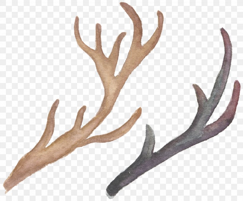 Antler Horn Elk, PNG, 3000x2483px, Antler, Elk, Horn Download Free