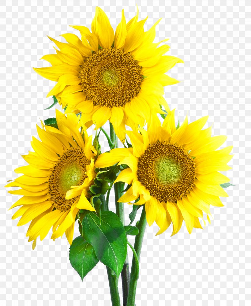 Common Sunflower Sunflower Seed Wallpaper, PNG, 4178x5100px, Common Sunflower, Cut Flowers, Daisy Family, Display Resolution, Floristry Download Free