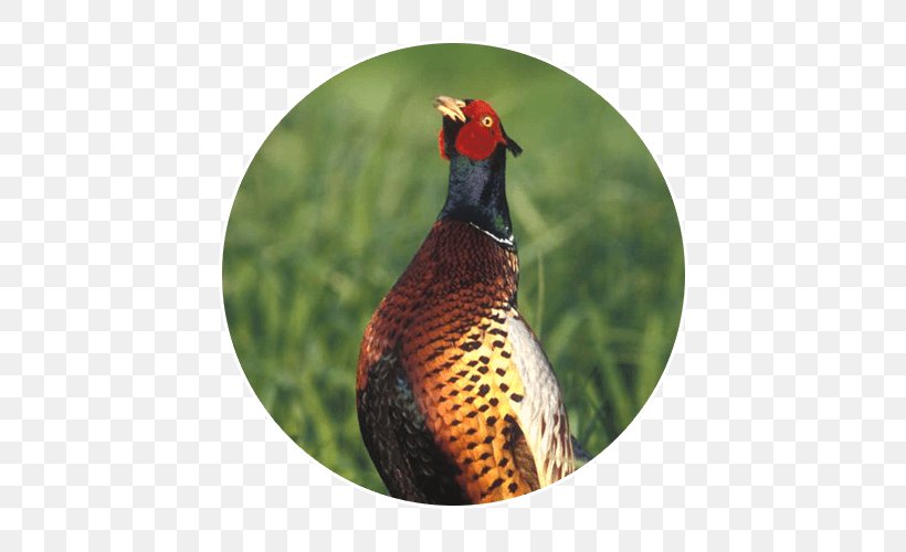 Mike Kuchera's Sd Guide Services Pheasant Hunting Mitchell Beak, PNG, 500x500px, Pheasant, Beak, Bird, Fauna, Fowl Download Free