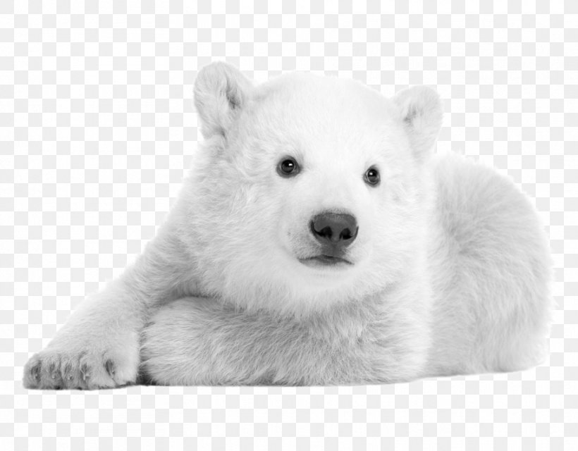 Polar Bear Hokkaido Dog Kishu Samoyed Dog Korean Jindo, PNG, 908x709px, Watercolor, Cartoon, Flower, Frame, Heart Download Free