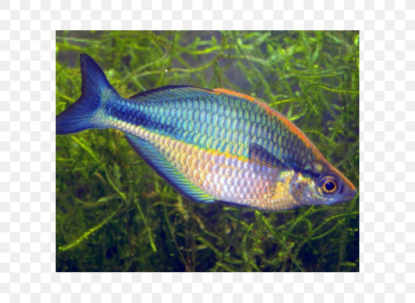 Lake Kutubu Rainbowfish Lake Wanam Rainbowfish Neon Rainbowfish Dwarf Rainbowfish, PNG, 600x600px, Lake Kutubu Rainbowfish, Aquarium, Aquariums, Common Rudd, Coral Reef Fish Download Free