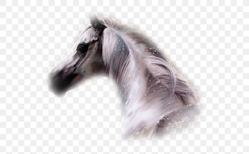 Arabian Horse Mustang Thoroughbred Blog, PNG, 600x506px, Arabian Horse, Agence De Rencontre, Animal, Blog, Cowboy Download Free