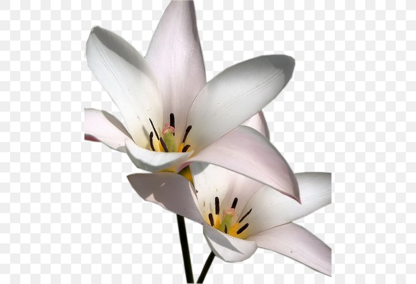 Cut Flowers Petal Plant Stem Tulip, PNG, 488x560px, Cut Flowers, Flower, Flowering Plant, Lily, Lily Family Download Free