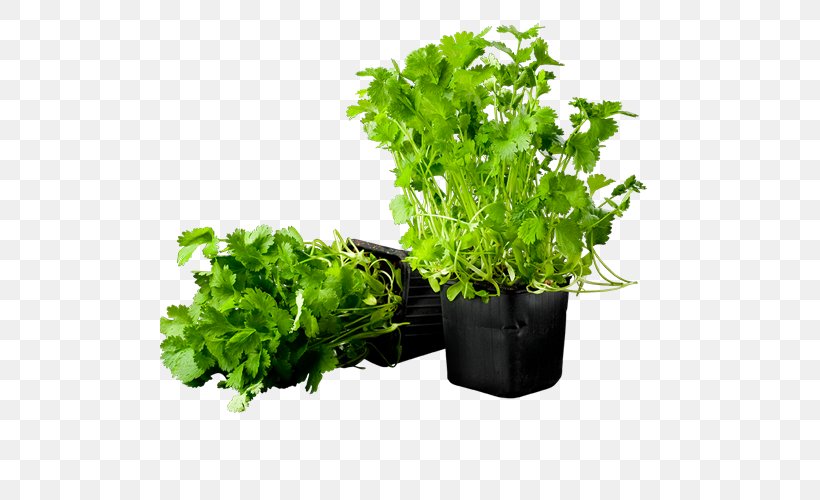 Herb Bjäre Coriander Vegetable Dill, PNG, 500x500px, Herb, Coriander, Curry, Dill, Dish Download Free
