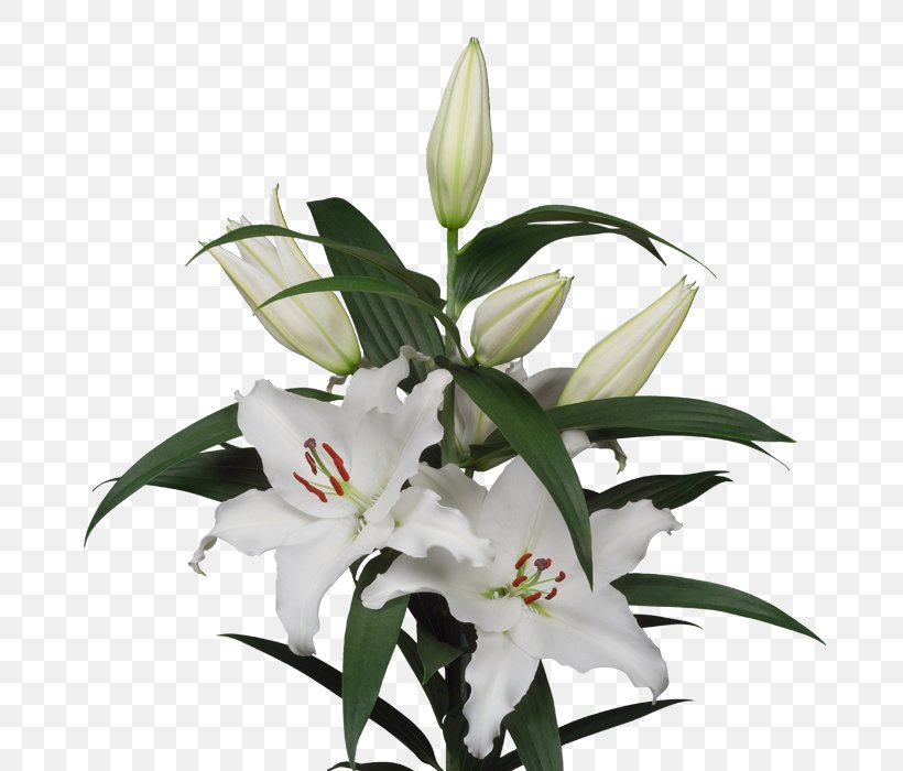 Lilium Cut Flowers Lily 'Stargazer' Floral Design, PNG, 700x700px, Lilium, Afacere, Cut Flowers, Expert, Floral Design Download Free