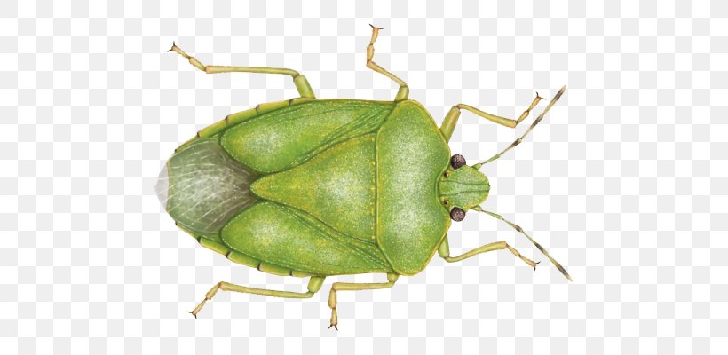 Southern Green Stink Bug Stink Bugs Brown Marmorated Stink Bug Heteroptera, PNG, 700x400px, Green Stink Bug, Animal, Arthropod, Beetle, Brown Marmorated Stink Bug Download Free