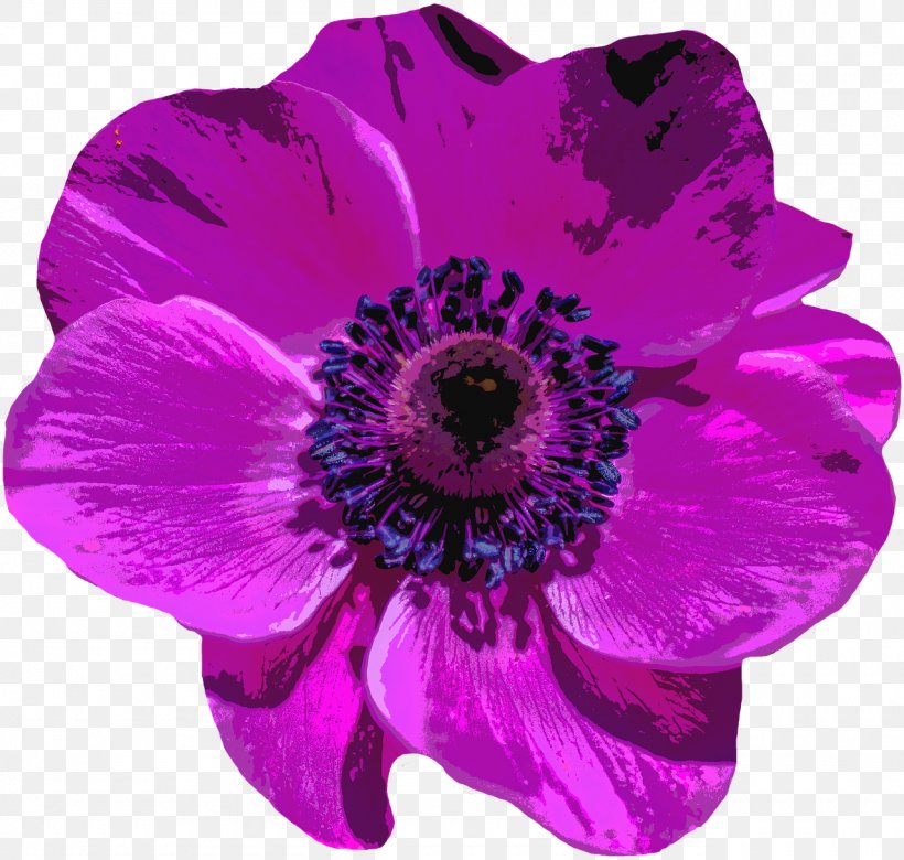 Violet Flower Purple Poppy, PNG, 1280x1218px, Violet, Alpha Compositing, Anemone, Annual Plant, Blue Download Free