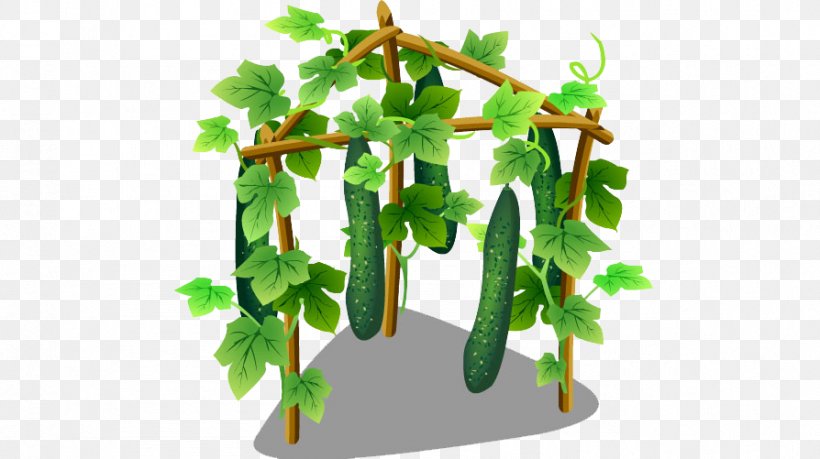 Cucumber Food Vegetable, PNG, 894x501px, Cucumber, Armenian Cucumber, Branch, Flowering Plant, Flowerpot Download Free