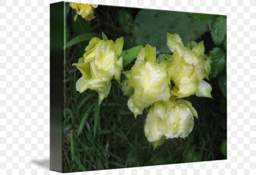 Daylily Herbaceous Plant, PNG, 650x560px, Daylily, Flower, Flowering Plant, Herbaceous Plant, Iris Download Free