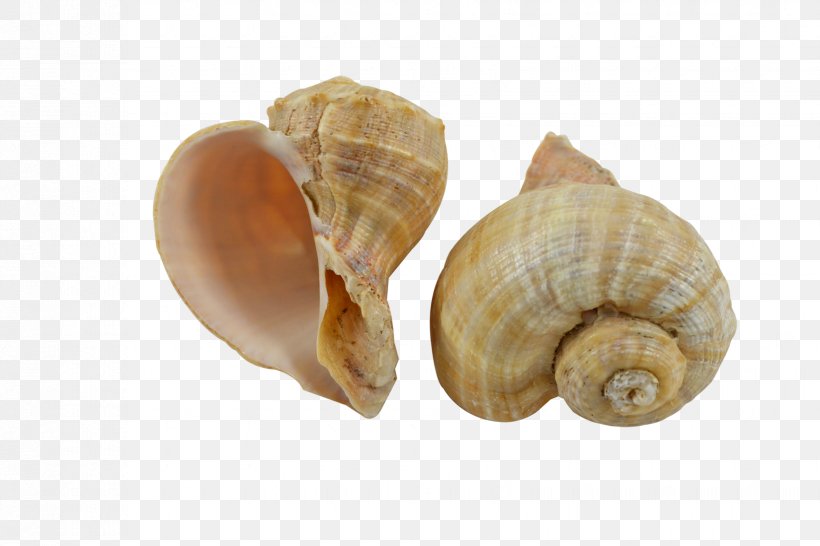 Seashell Gastropods Clam Snail Escargot, PNG, 1650x1100px, Seashell, Baltic Clam, Clam, Clams Oysters Mussels And Scallops, Cockle Download Free