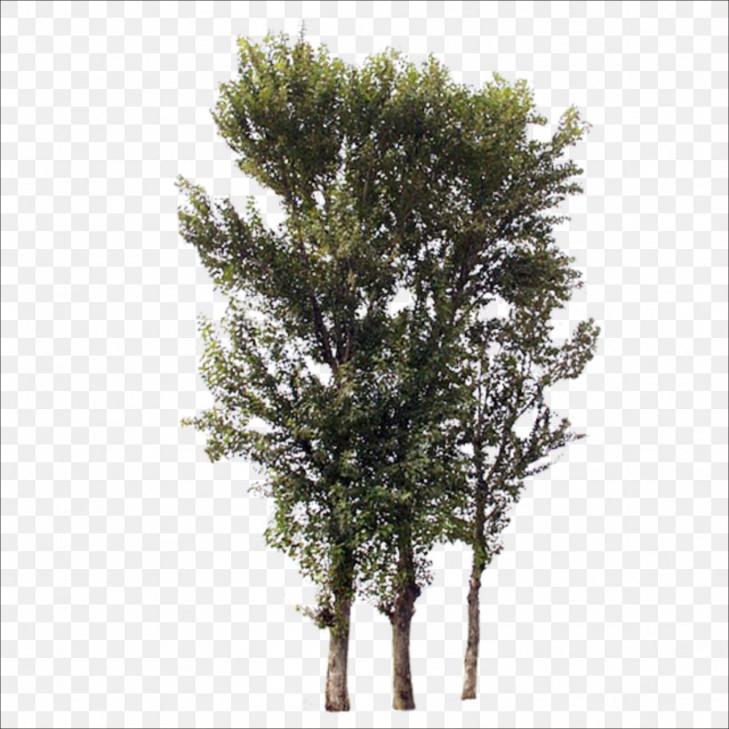 Tree Branch Trunk, PNG, 1773x1773px, Tree, Bonsai, Branch, Evergreen, Grass Download Free