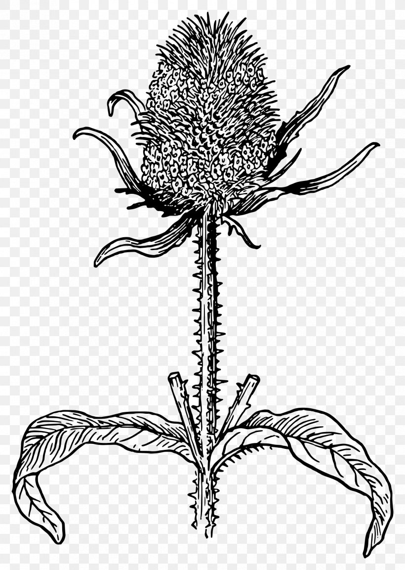 Bee Plant Thistle Dipsacus Fullonum Botany, PNG, 1706x2400px, Bee, Artwork, Beehive, Black And White, Botany Download Free