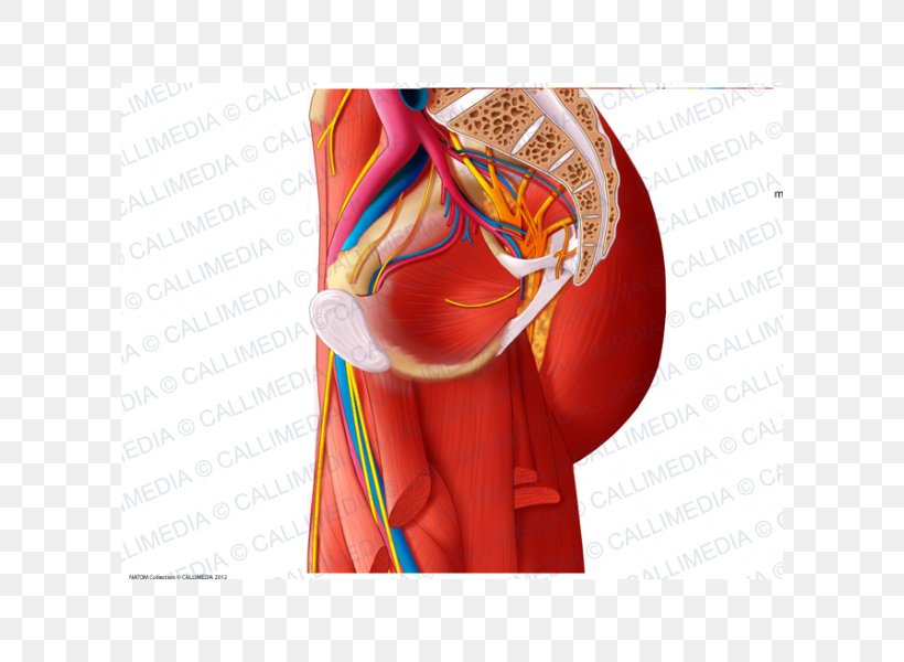 Hip Anatomy Muscle Muscular System Nerve, PNG, 600x600px, Watercolor, Cartoon, Flower, Frame, Heart Download Free
