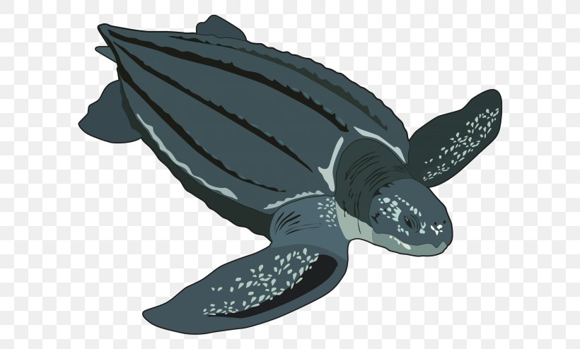 20+ Inspiration Cartoon Hawksbill Sea Turtle Drawing | The Campbells