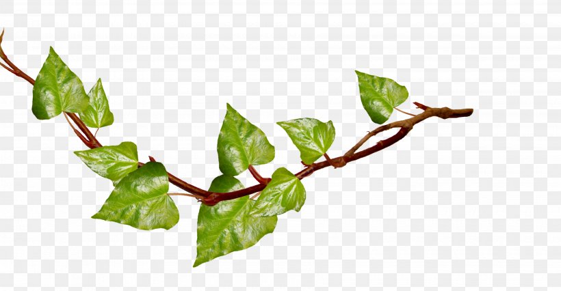 Branch Clip Art, PNG, 3600x1873px, Branch, Chard, Free Content, Green, Leaf Download Free