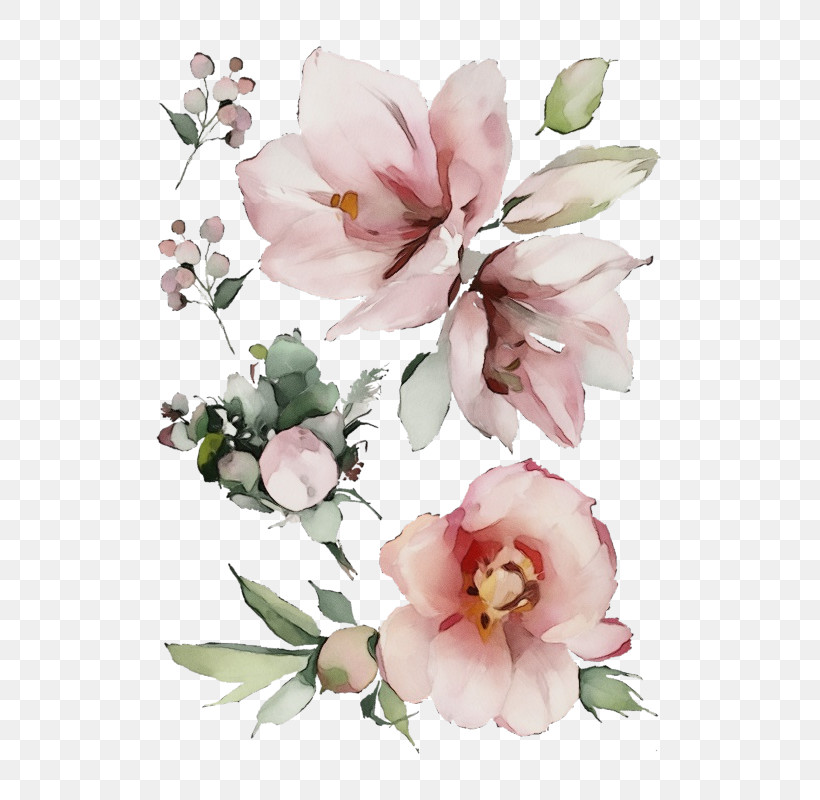 Flower Pink Petal Plant Cut Flowers, PNG, 800x800px, Watercolor, Blossom, Bouquet, Branch, Cut Flowers Download Free